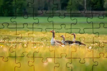 Toy jigsaw puzzle