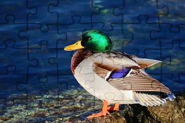 Foto jigsaw puzzle