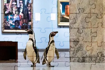 Penguins tour museum