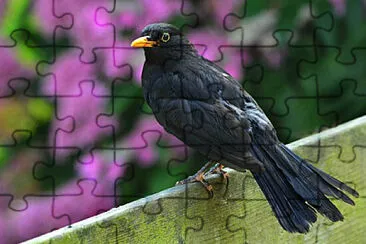 Toy jigsaw puzzle