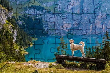 Toy jigsaw puzzle