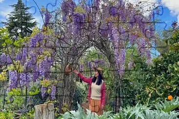 Wisteria arch