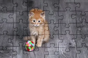 cat jigsaw puzzle