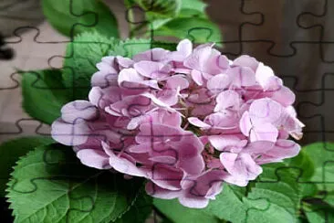 Hortensia