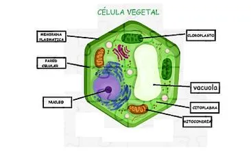 biologia jigsaw puzzle