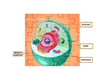 biologia jigsaw puzzle