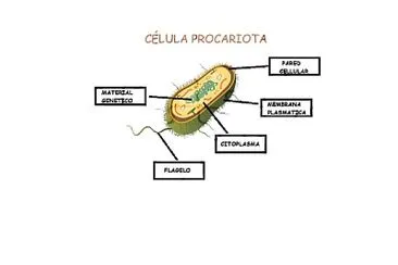 biologia