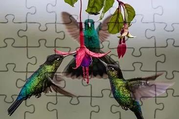 Hummingbirds with fuschia jigsaw puzzle