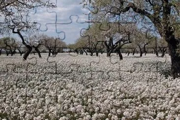 פאזל של Flors blanques i grogues