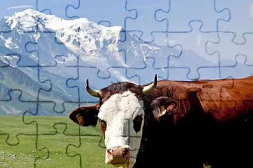 Vache en montagne jigsaw puzzle