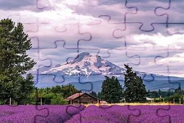 Lavender fields jigsaw puzzle