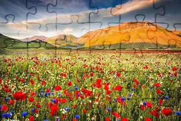 Coquelicots, bleuets et marguerites jigsaw puzzle