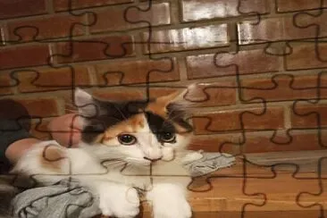 Gato jigsaw puzzle