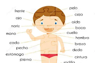 cuerpo humano jigsaw puzzle