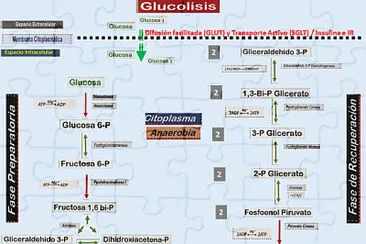 Glucolisis