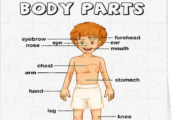 Parts of the body jigsaw puzzle