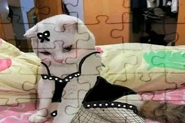 un gato jigsaw puzzle