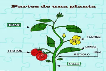 פאזל של Partes de las plantas