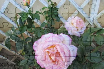 Rose rose jigsaw puzzle