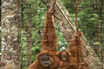 Orang Utan