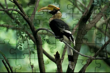 Hornbill