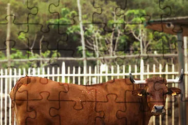 VACA CANARIA jigsaw puzzle