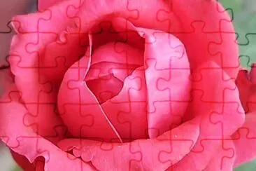 Rosa jigsaw puzzle