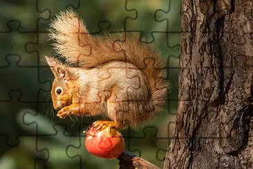 01.- ARDILLA jigsaw puzzle