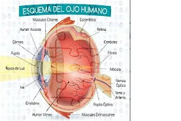 Esquema Ojo