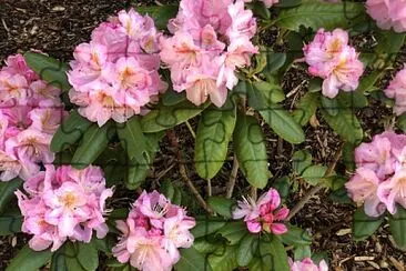 Rhododendron 1, Asheville