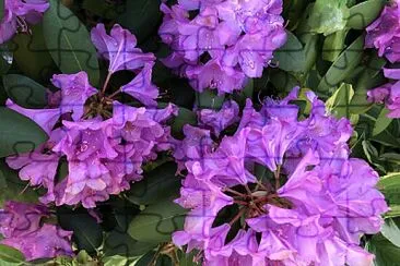 Rhododendron 2, Asheville