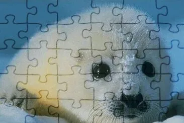 Foca jigsaw puzzle