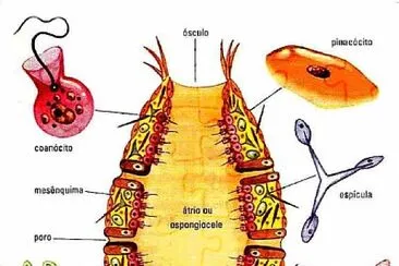 פאזל של Trabalho de biologia II