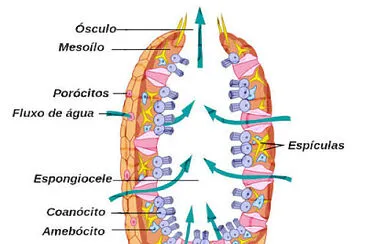 Trabalho de biologia III