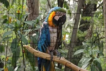 Guacamaya jigsaw puzzle