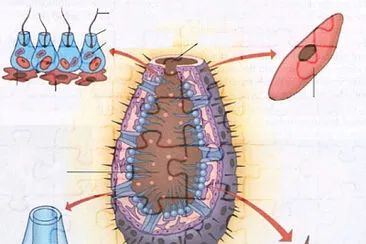 פאזל של poriferos-estruturas
