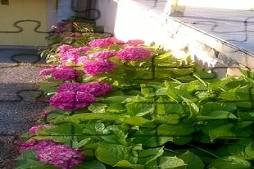 פאזל של hortensias