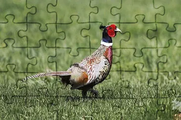 Toy jigsaw puzzle