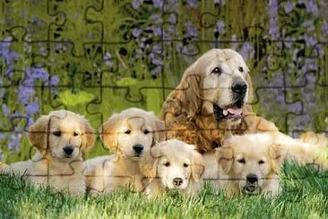 פאזל של Goldens Retriever