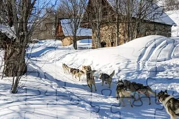 Chiens de traineau en Savoie