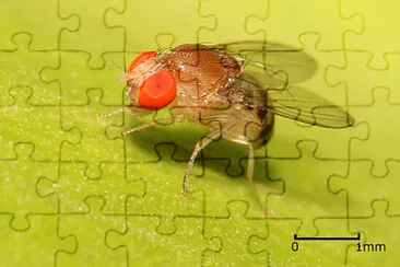 mosca jigsaw puzzle