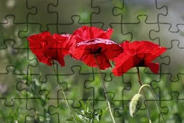 PAPAVERI jigsaw puzzle