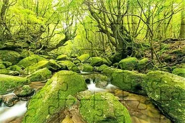 mossy jigsaw puzzle