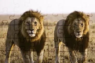 פאזל של two lions