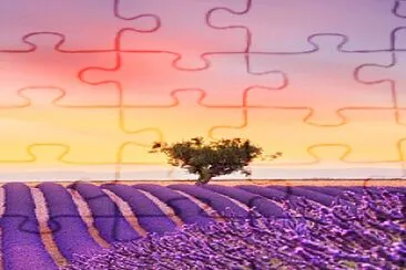 Lavanda jigsaw puzzle