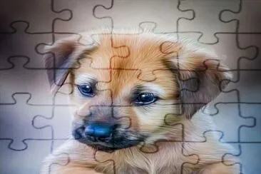 Perrito jigsaw puzzle