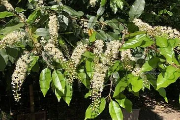 Virginian Willow, Castle Hedingham