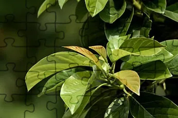 OK jigsaw puzzle