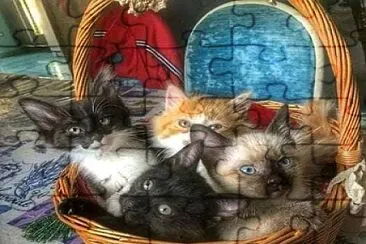 gato jigsaw puzzle