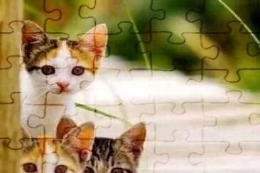 gato jigsaw puzzle